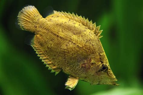 South American and African Leaf Fish: Species Profiles