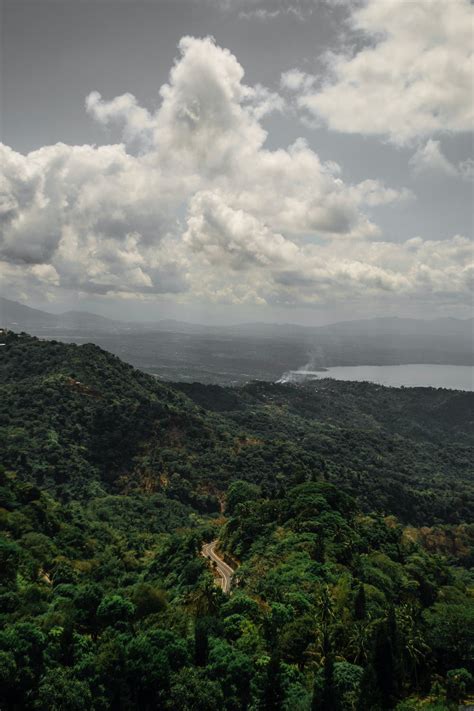 Photo of Trees Under Cloudy Sky · Free Stock Photo