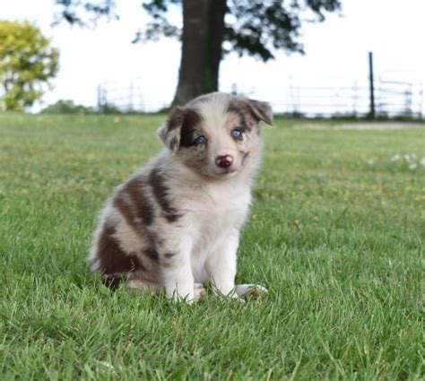 55+ Blue Merle Border Collie Female - l2sanpiero