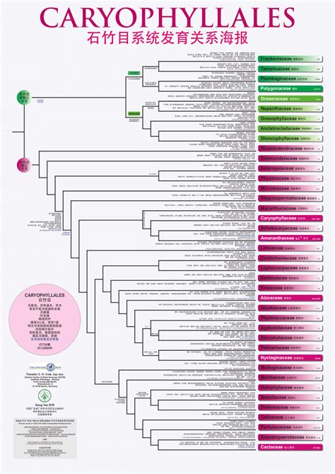 (PDF) Caryophyllales 石竹目系统发育关系海报 (CPP, CN)