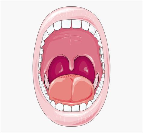 Cartoon Mouth Digestive System , Free Transparent Clipart - ClipartKey