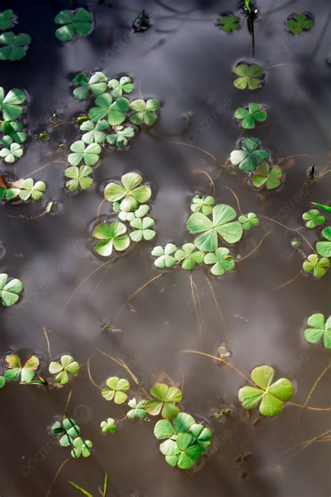 Photo Of Four Leaf Clover Floating In Murky Water Background And ...