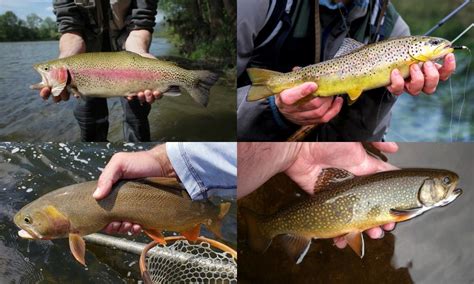 Trout | Species Breakdown & Identification