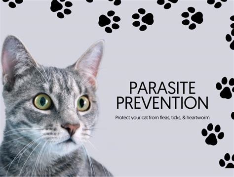 Parasite Prevention for Cats | Advantage Veterinary Center