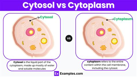 Cytosol vs Cytoplasm - Differences Explained with Example