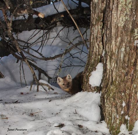 American Marten Habitat and Den Sites - Winterberry Wildlife