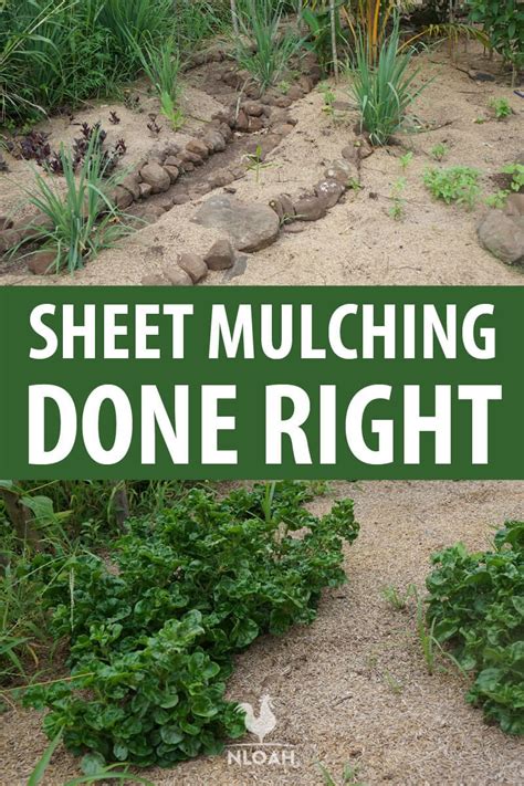 Sheet Mulching Done Right • New Life On A Homestead | Sheet mulching ...