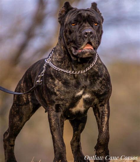 Outlaw Cane Corso- Cane Corso Breeders - ”True” Cane Corso. | Cane ...