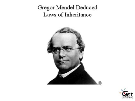 Gregor Mendel Deduced Laws of Inheritance Garden pea