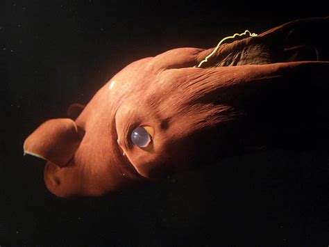 Deep sea creatures, Weird sea creatures, Vampire squid