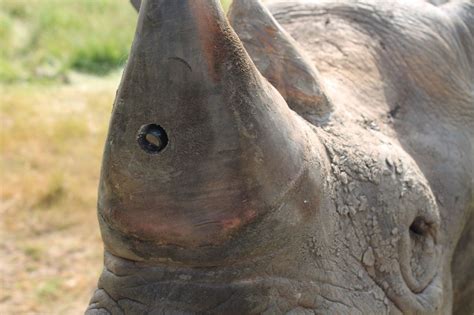 Rhino Horns Outfitted with Tiny Cameras Could Thwart Poachers | Blog ...