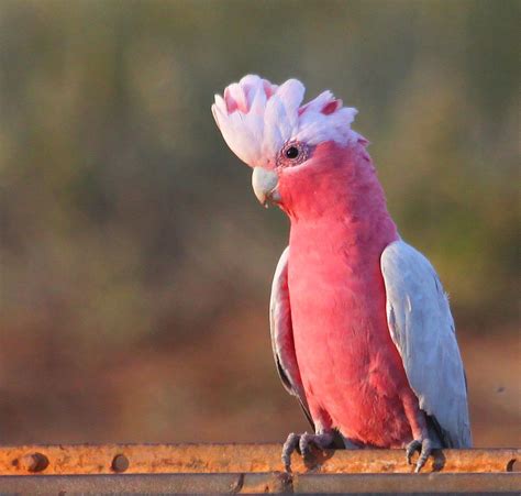 galah - Google Search | Galah cockatoo, Pet birds, Australian parrots