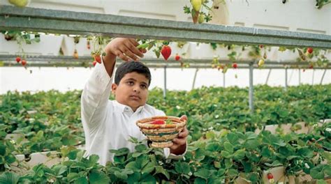 Saudi Arabia Announces $1 Bn Plan to Increase Agricultural Production ...