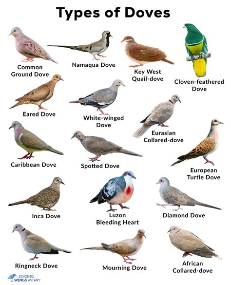 Doves: List of Types With Pictures