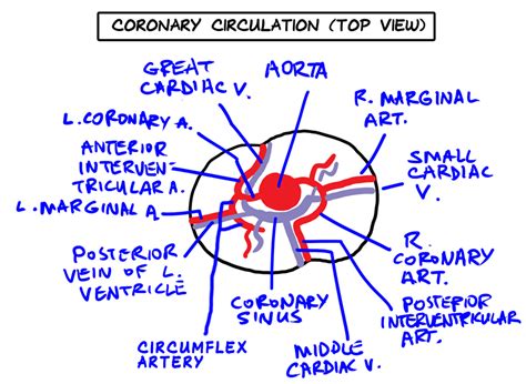 Anatomy Lab Tips & Diagrams - Respiratory Digestive & Cardiovascular