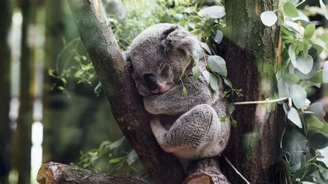 Koala Sleeping In A Tree UHD 4K Wallpaper | Pixelz