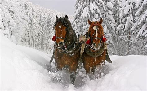 Christmas Horse Wallpapers - Wallpaper Cave