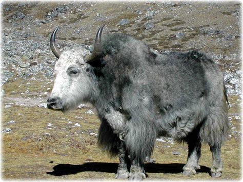 Yak | Animal Wildlife