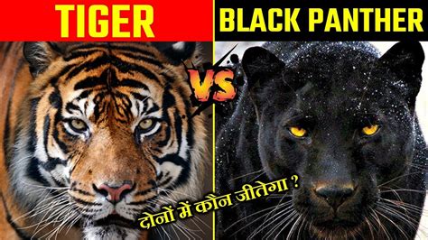 TIGER VS BLACK PANTHER में कौन ज्यादा ताकतवर है ? TIGER VS BLACK ...