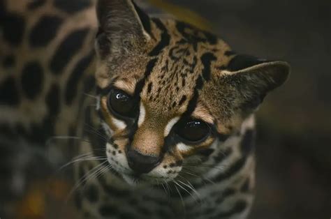 Margay - Worldwide Nature