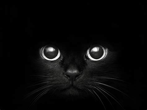 Black Cat wallpaper | 1600x1200 | #74496