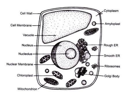 Plant Cell Structure