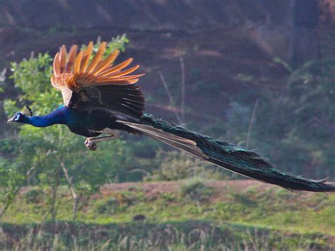 Peacocks need not sacrifice flying skills for sexiness | Science | AAAS