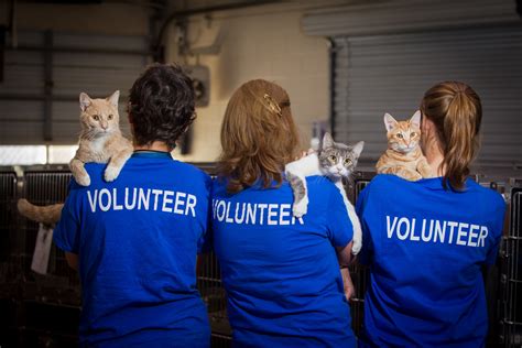 Voluntarios Solidarios Ayudaron a Servicios para Animales en el Condado ...