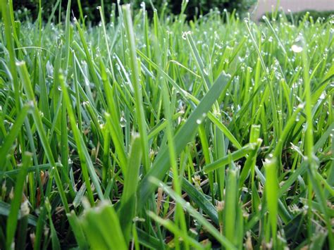 Types Of Grasses | Warm Season vs. Cool Season | RYAN Lawn & Tree