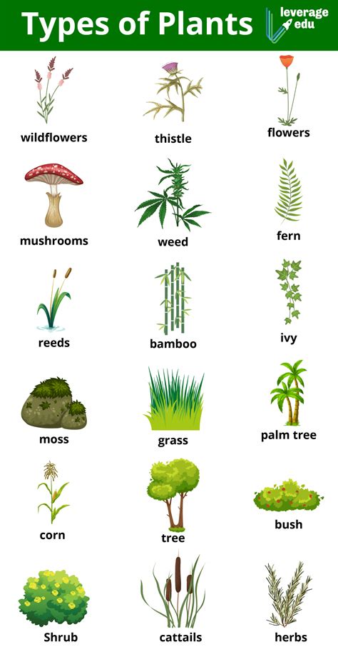 Different Types of Plants: By Life Cycle, Seeds & Size - Leverage Edu