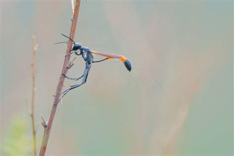 Ichneumon fly stock photo. Image of grass, insects, natural - 252475774