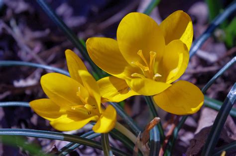 yellow crocus- a ray of sunshine on a February day Yellow Crocus, Days ...