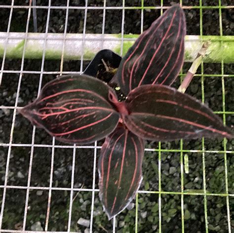 Ludisia discolor 2” – Louisiana Orchid Connection