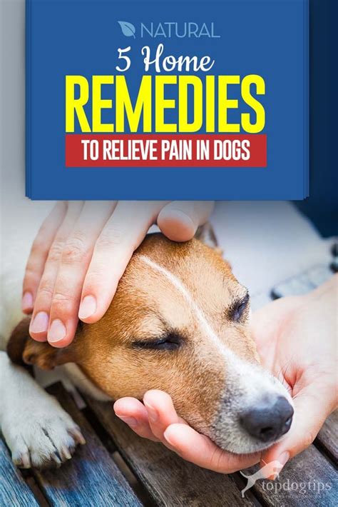 5 Safe and Natural Dog Pain Relief Home Remedies