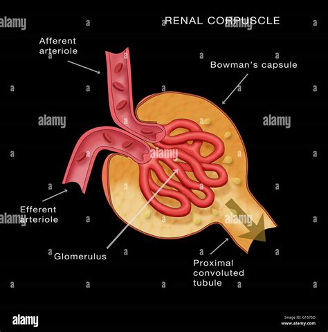 Renal Corpuscle. Kidney glomerulus anatomy. Diagram shows the afferent ...