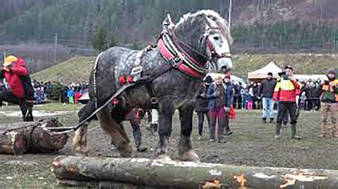 Russian Heavy Draft - Horse Pull Competition - Stable Express