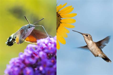 Hummingbird Moth vs Hummingbird: Spot the Differences Easily