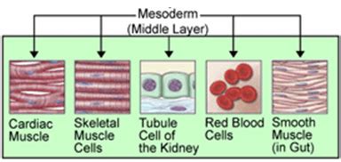 Mesoderm - wikidoc