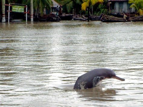 Ganges River Dolphin – "OCEAN TREASURES" Memorial Library