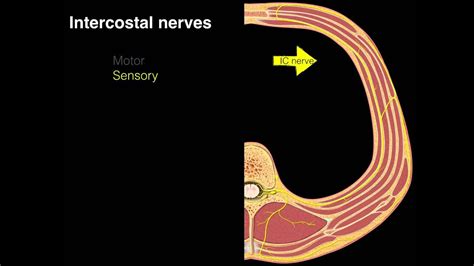 Intercostal nerves - YouTube