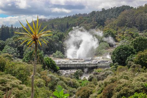 Rotorua Hell's Gate Tour - New Zealand's Geothermal Hotspot