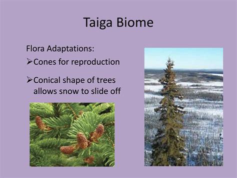 Taiga Plant Adaptations Sciencing