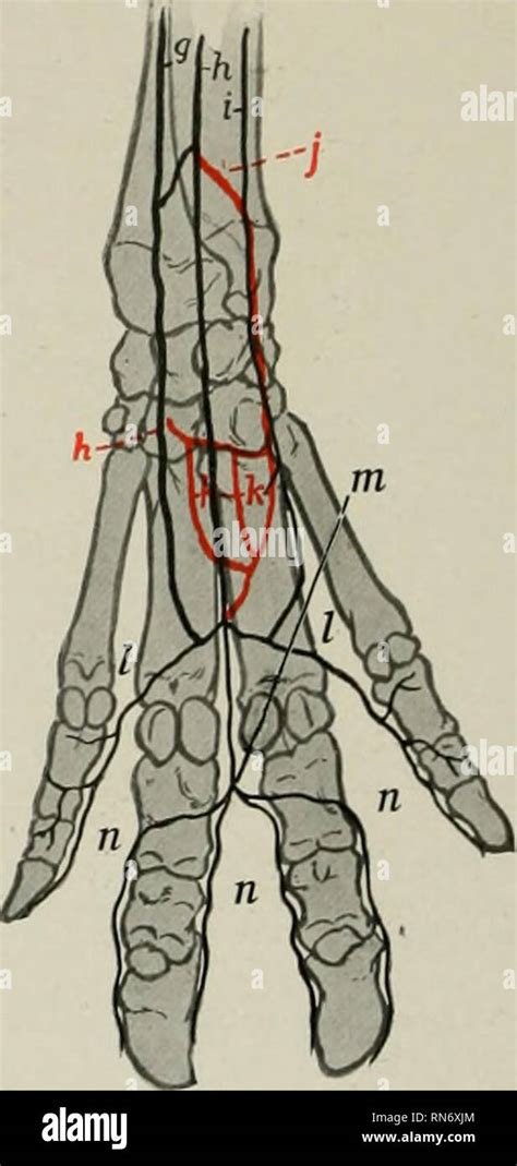 Dorsal metacarpal arteries hi-res stock photography and images - Alamy