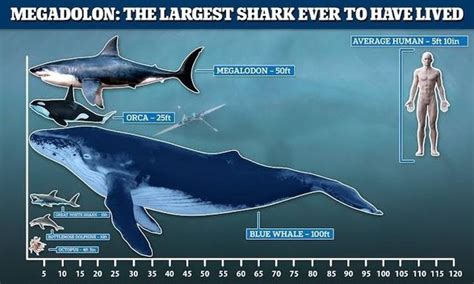 Is Blue Whale Bigger Than Megalodon? A Size Comparison