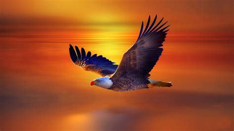 Flying Eagle Wallpaper Desktop