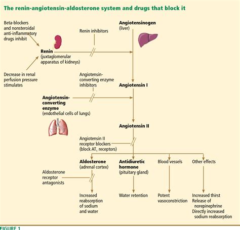 Figure 1 from The role of aldosterone receptor antagonists in the ...