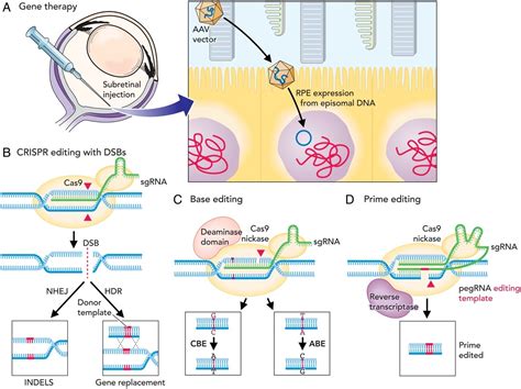 Precision Genome Editing | UCI Center for Translational Vision Research