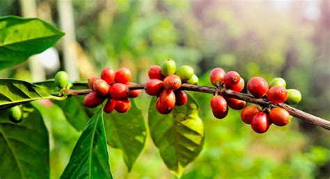 Coffee Plantation Manufacturer in Hyderabad Telangana India by Lotus ...