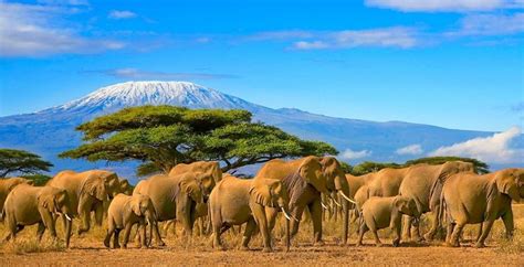 8-Day safari in Tanzania and beach vacation in Zanzibar- Africa Adventure