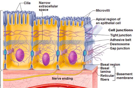 Ch 4: Basal Feature & Microvilli & Cilia Flashcards | Quizlet